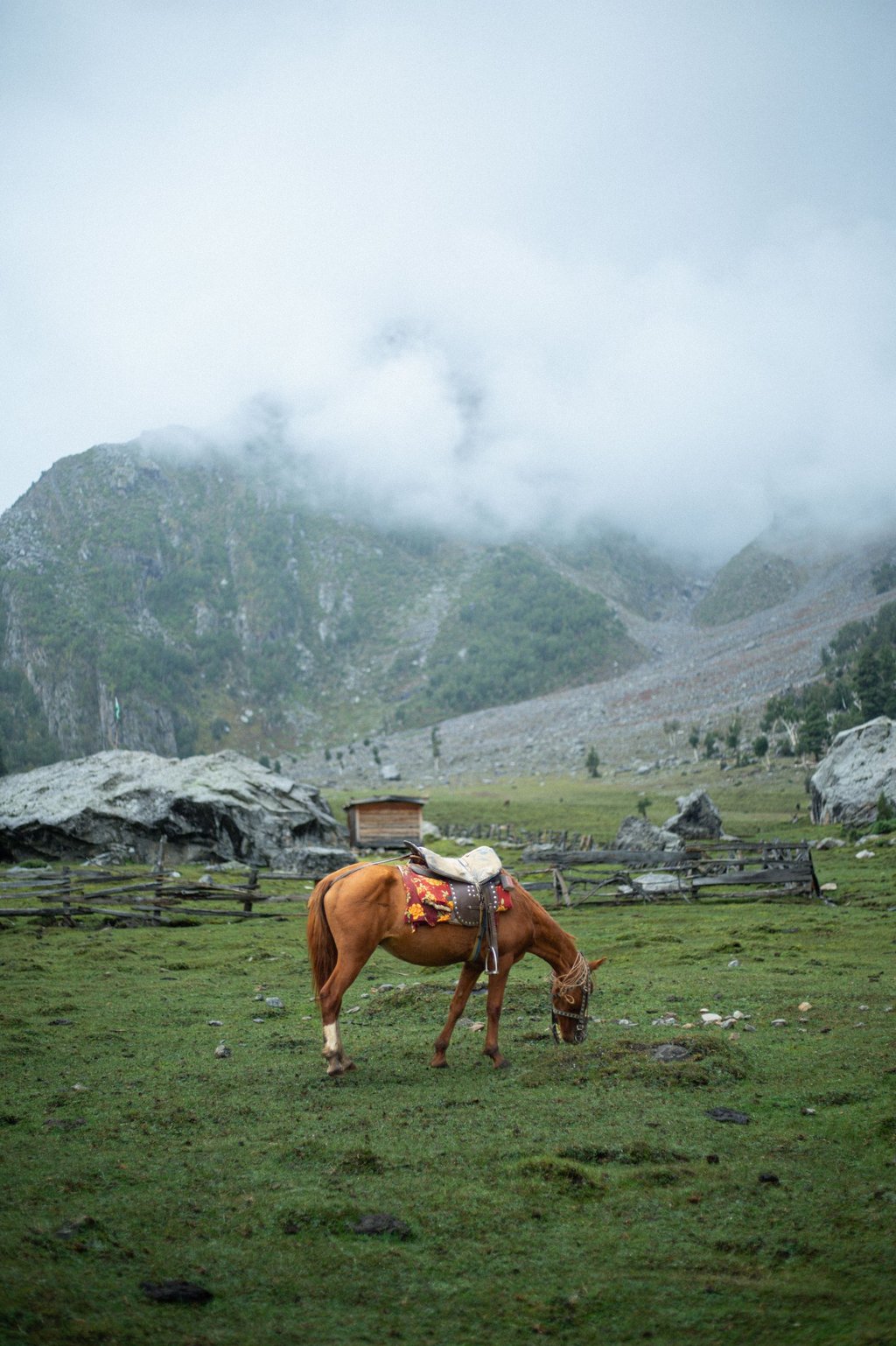 a brown horse grasing in the pasture