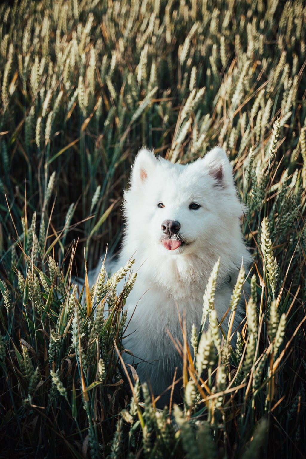 samojedas sėdintis rugių lauke