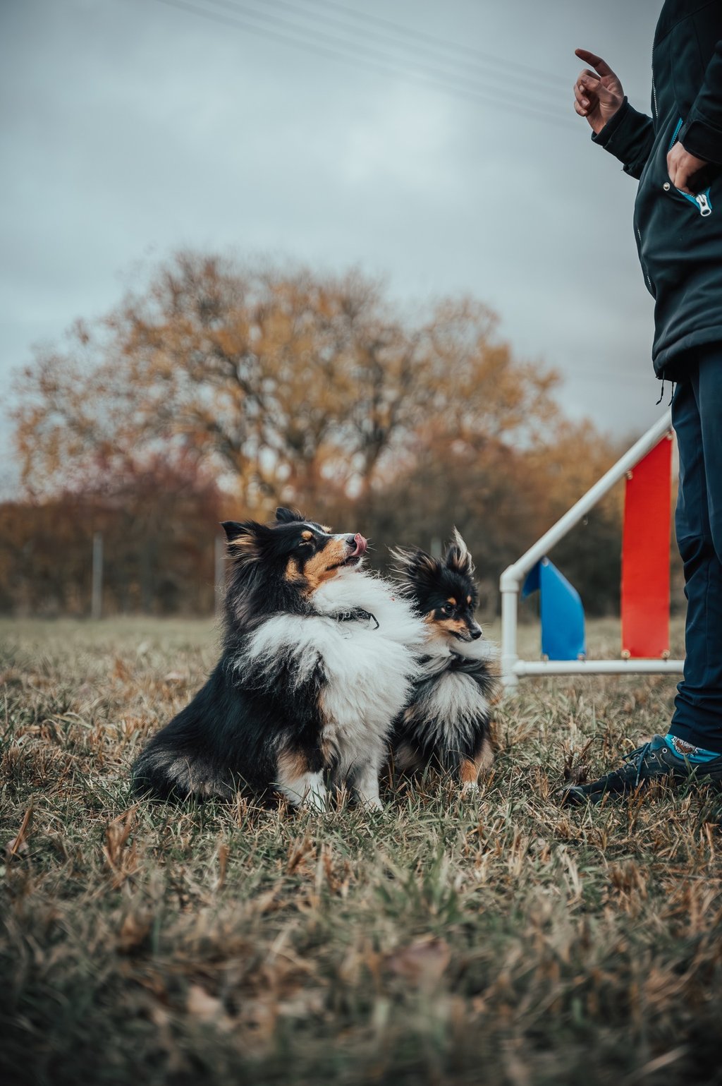 du šunys laukia skanėsto