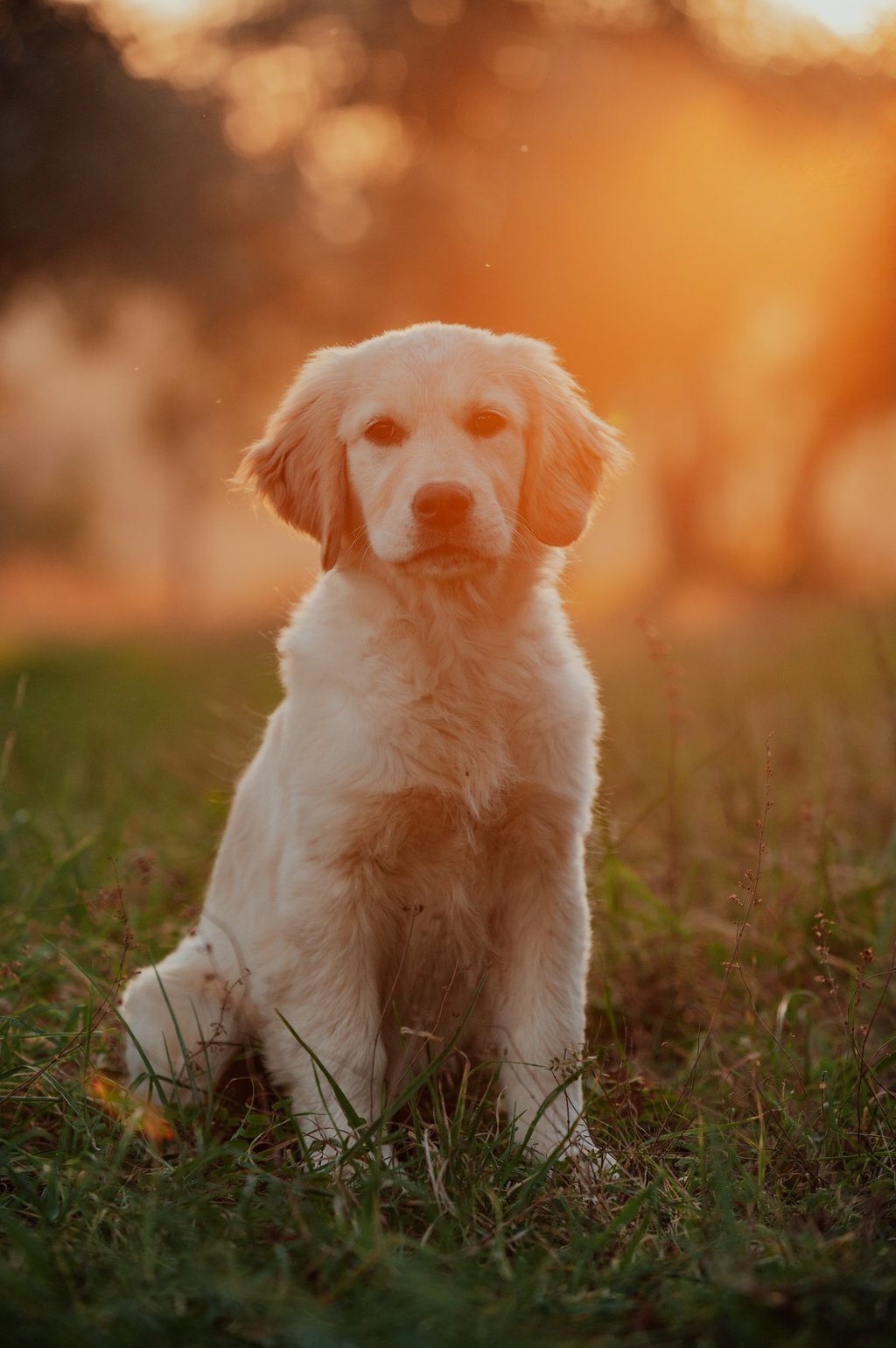cucciolo di golden retriever al tramonto
