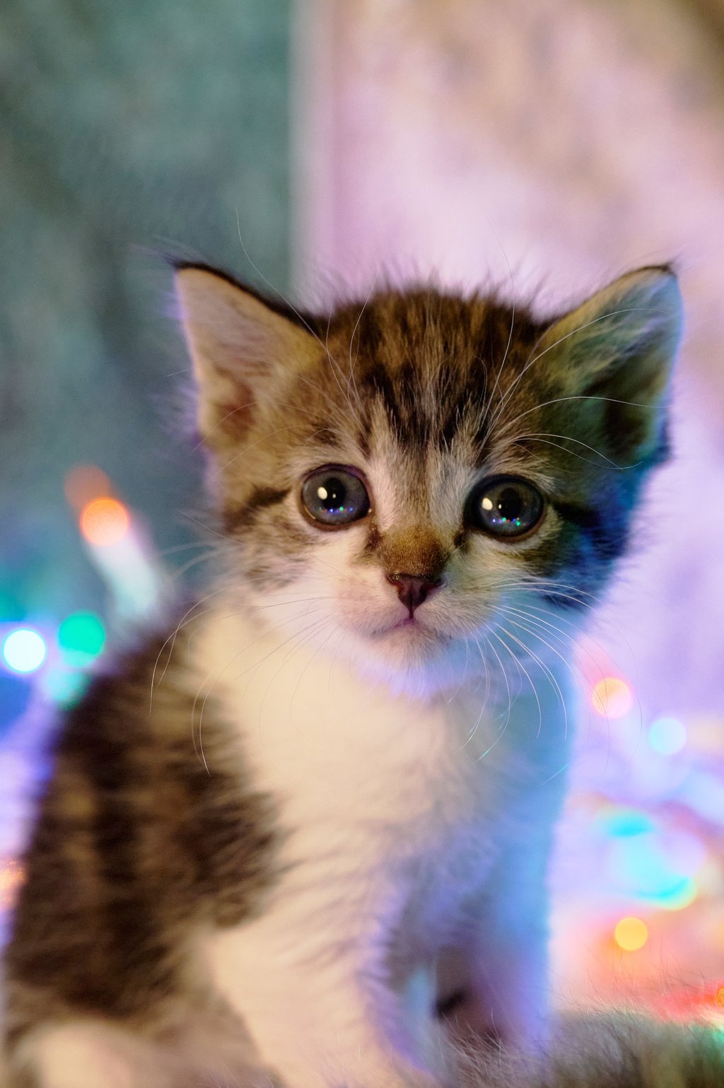 a kitten sitting on a blanket with a christmas lights in the background