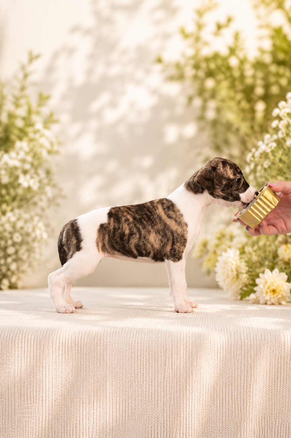 femelle whippet des rives de riss