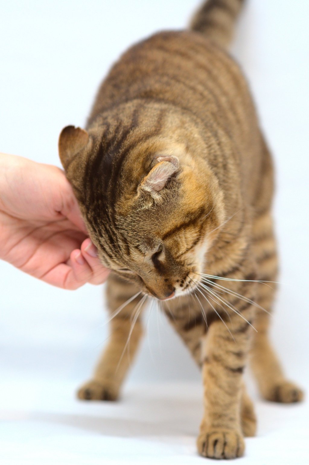 Un chat tigré marron se frottant la tête contre la main de sa maîtresse. Photo prise en studio.