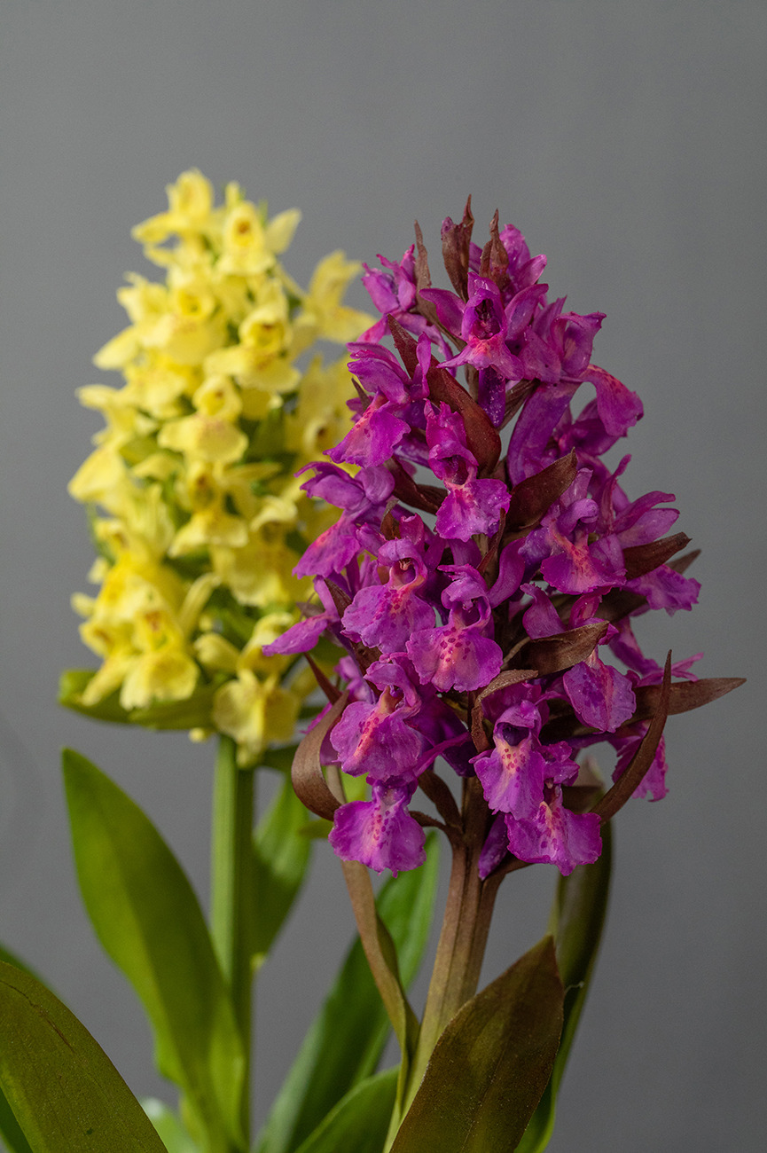 Nature identical botanical models made made by Sebastian Brandt, yellow and pink Sambuccina Orchids