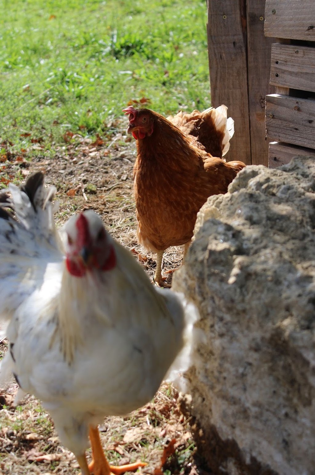 Ferme de Belon : poules CBD