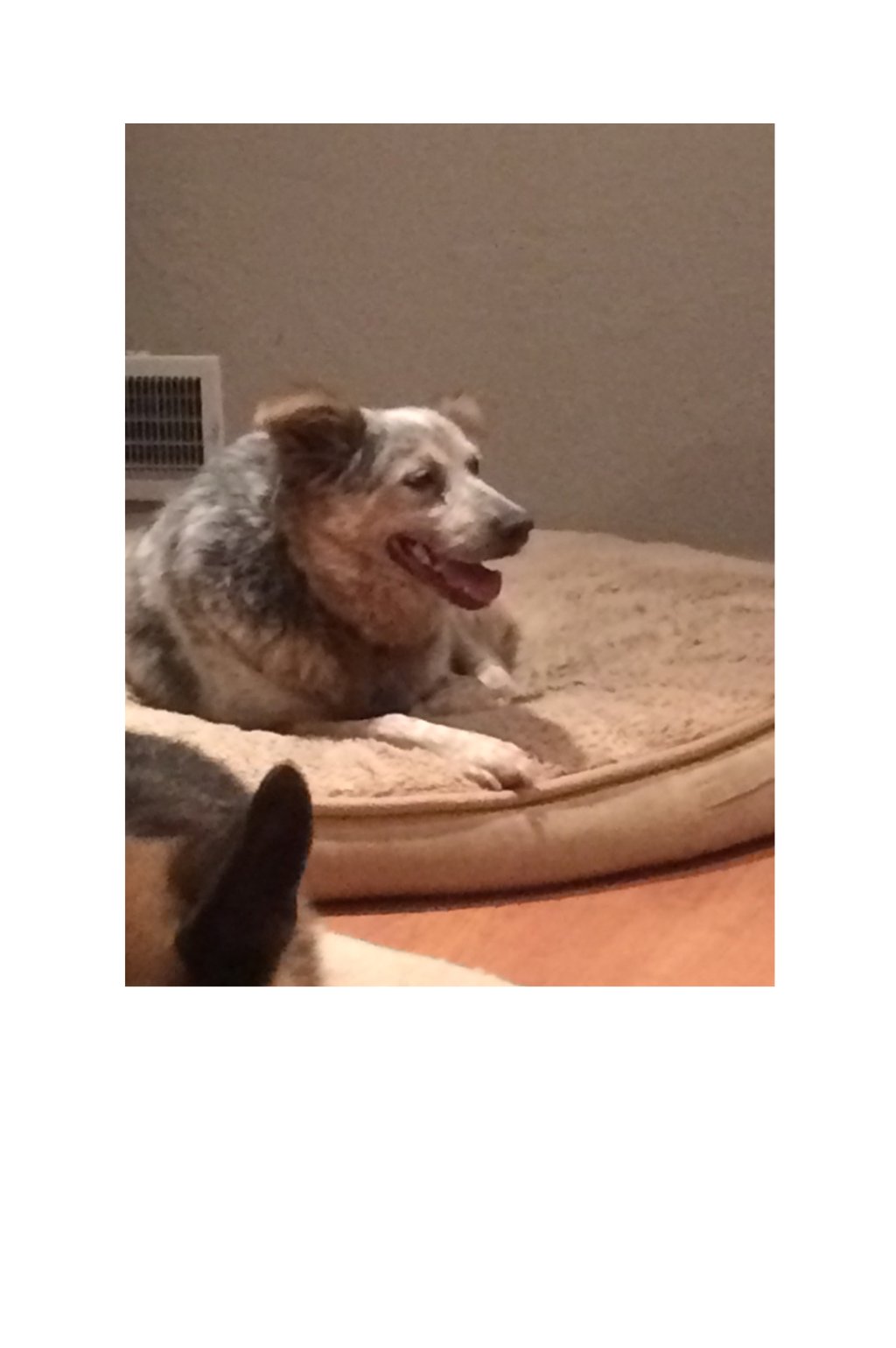 Bailey learning how to relax on her behavior modification journey