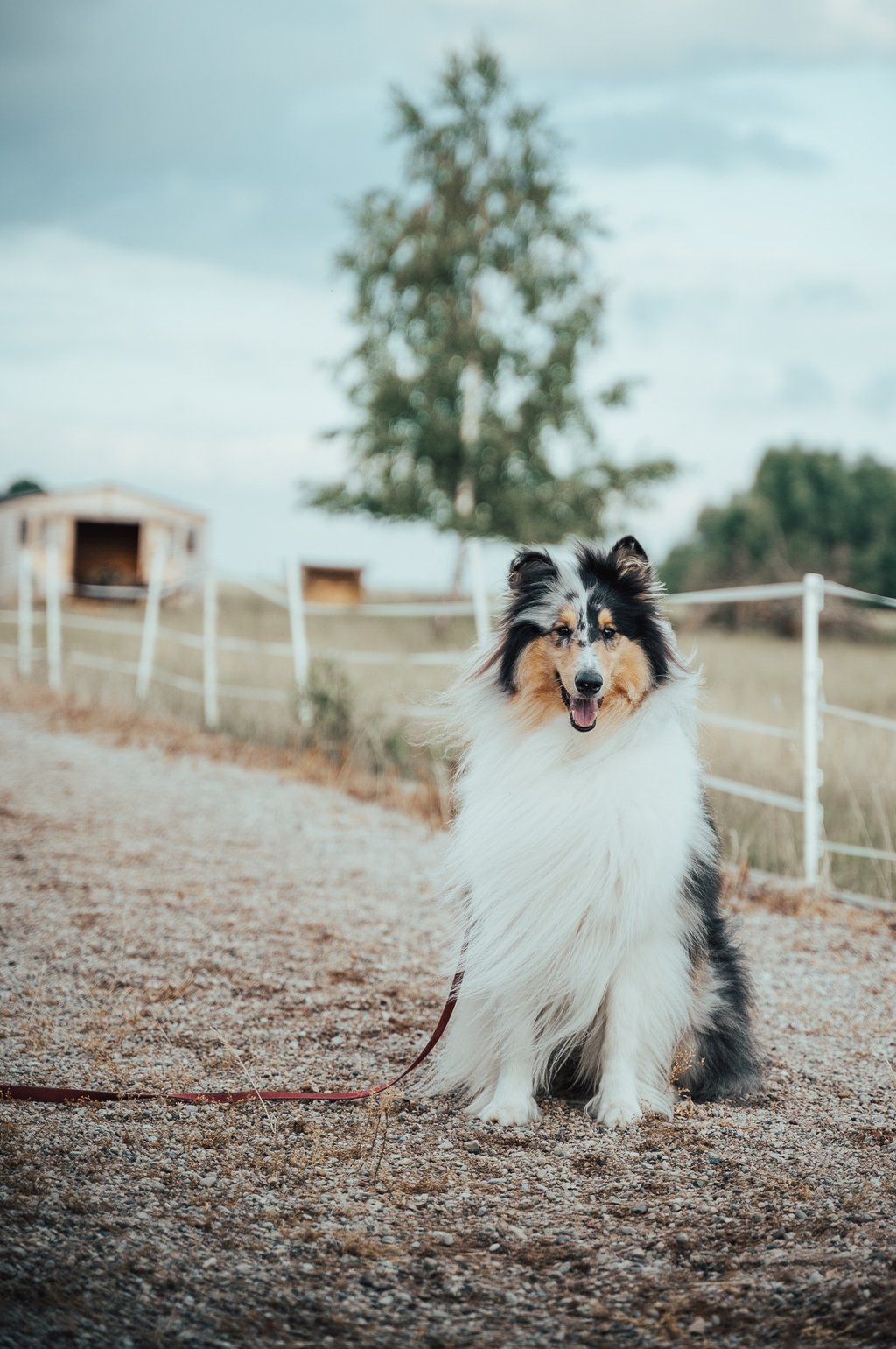 šuo sėdintis kieme ir laukiantis šeimininko