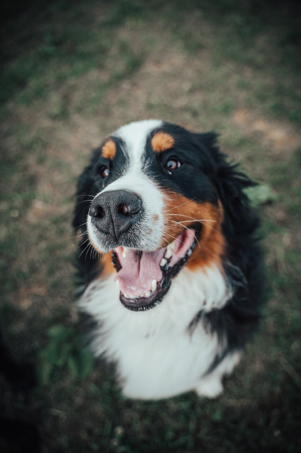 bernozenenhundas laukiantis skanėsto