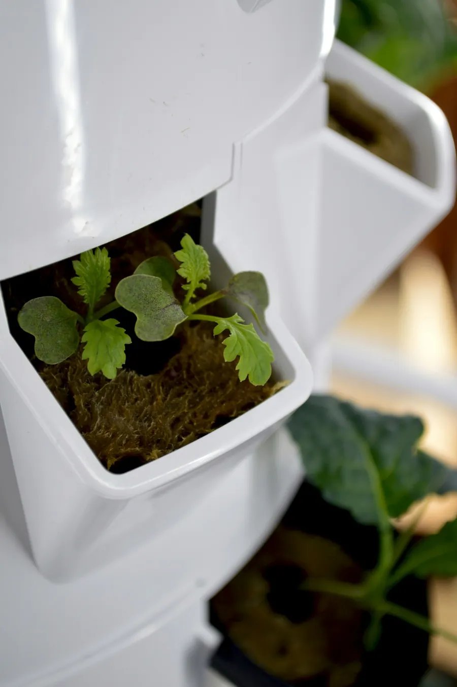 Young vegetable seedlings growing in a vertical balcony planter, ideal for small-space container veg