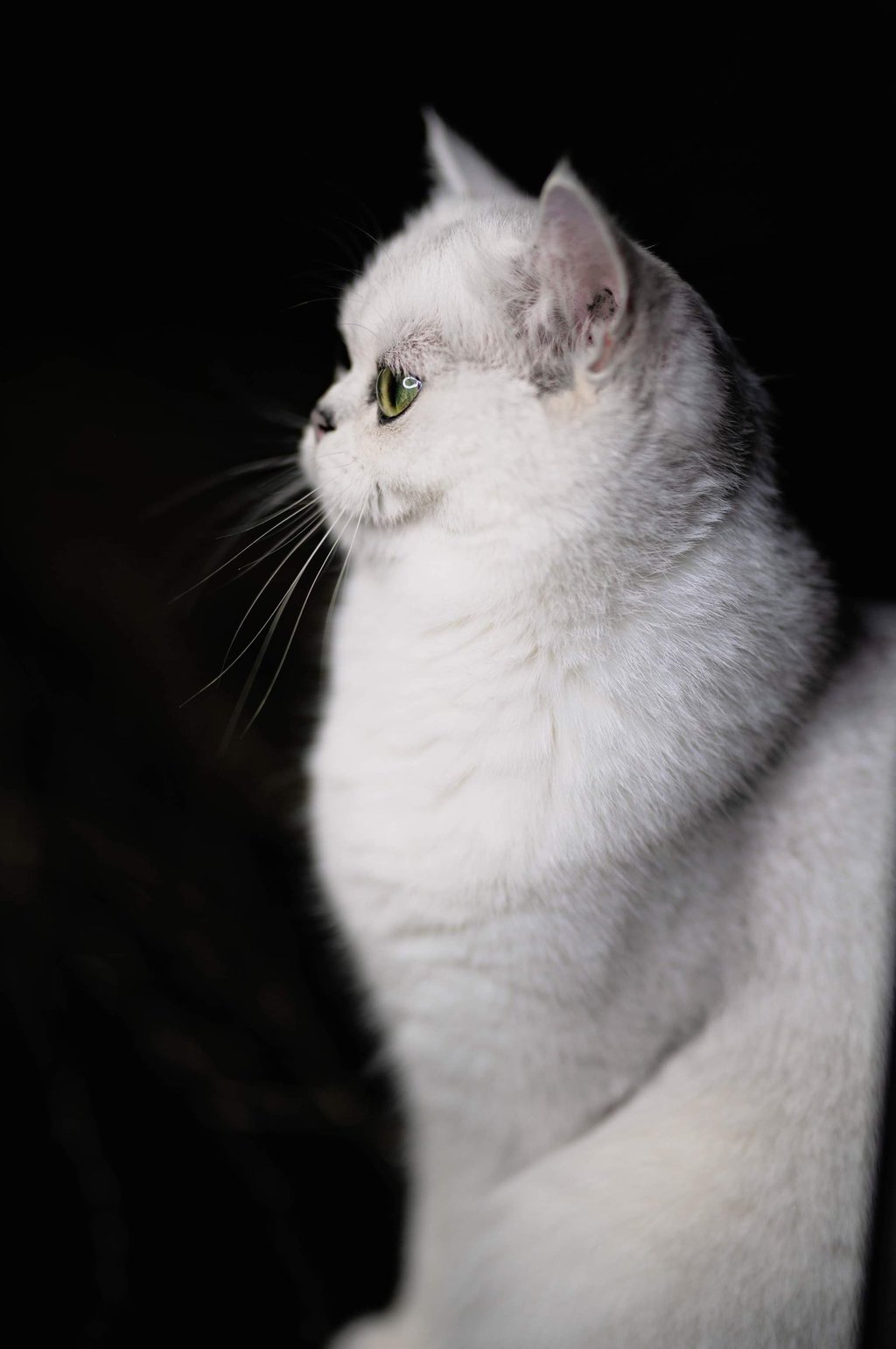 a white cat sitting on a chair in a dark room