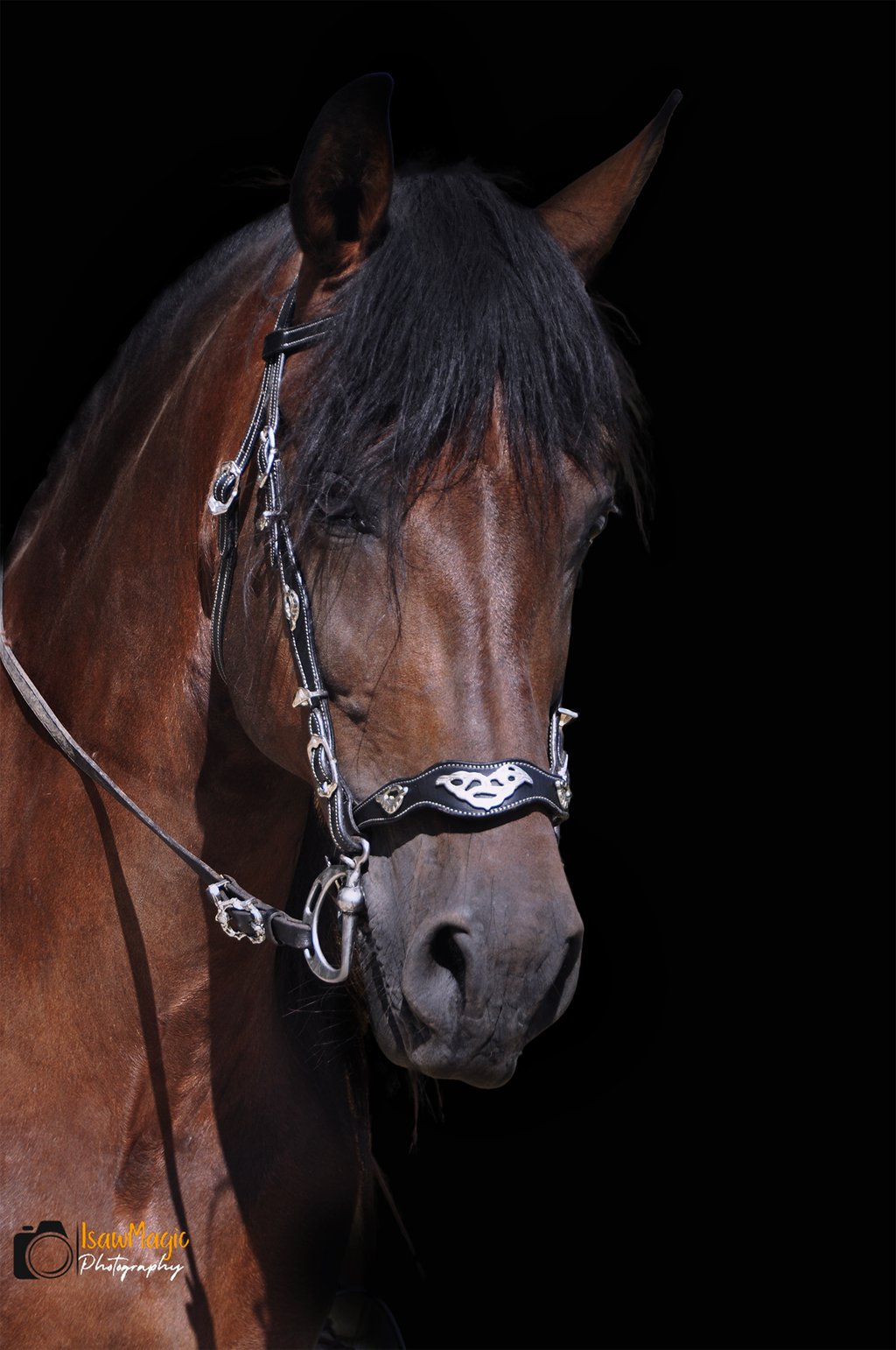 photo cheval artistique 