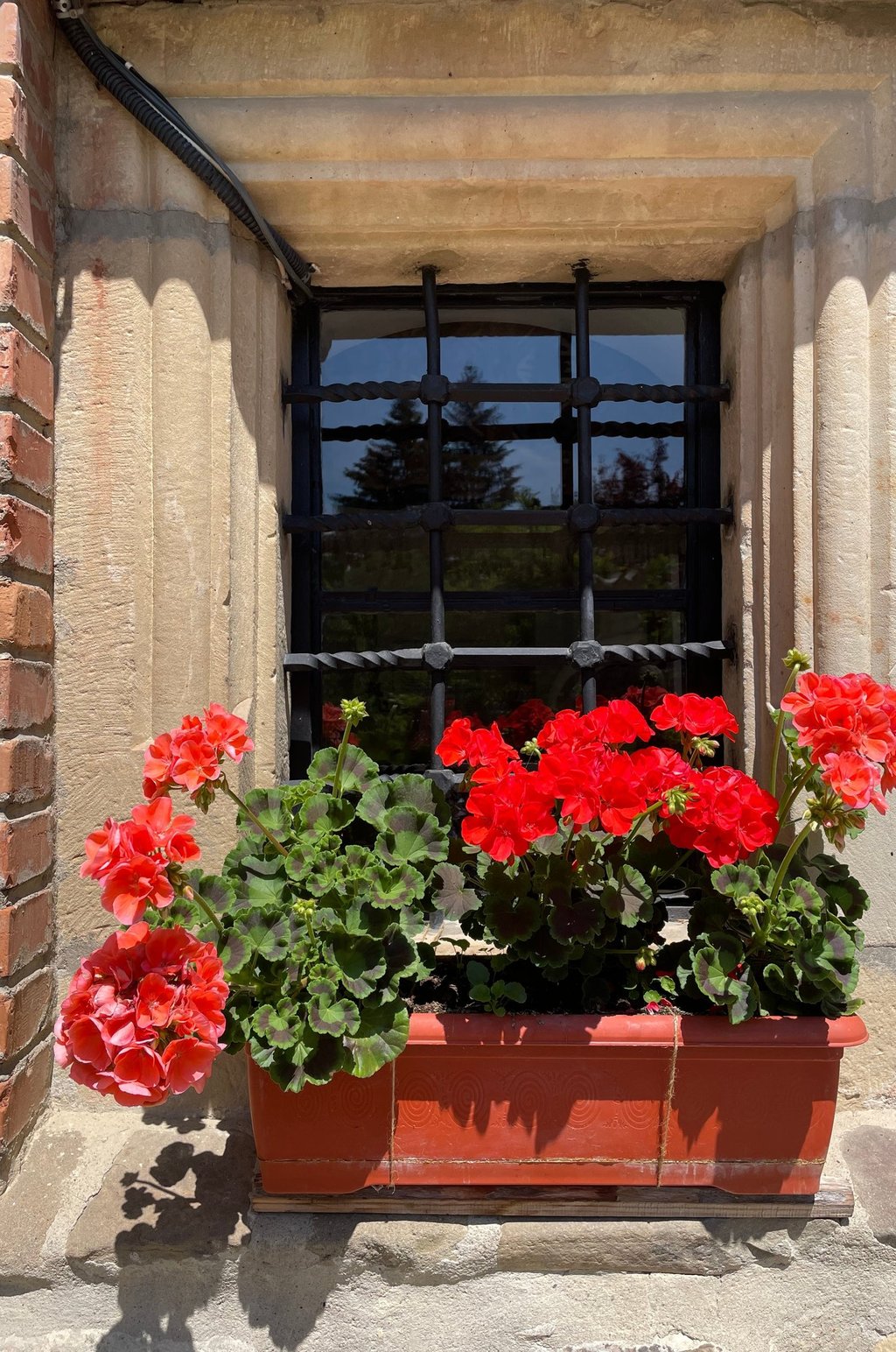 red flowers in front of window