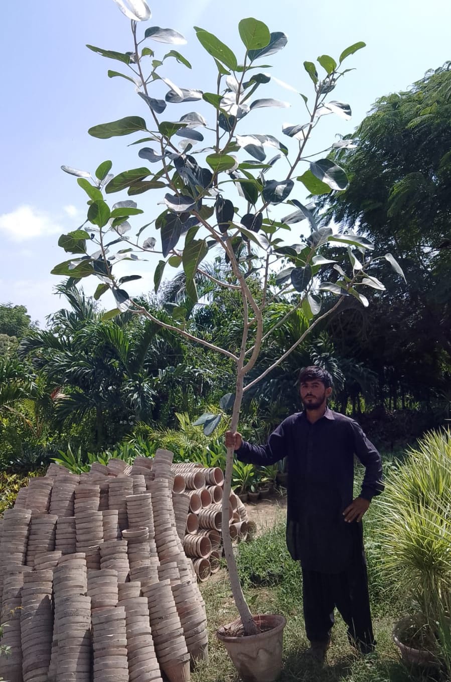 Tree plantation project in Karachi, Pakistan – Sabza providing consultancy, species selection, and a