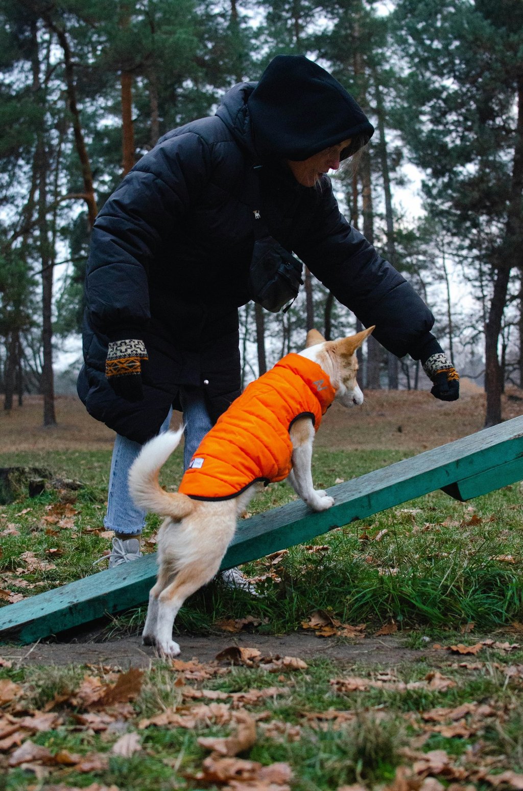 Person luring a dog in an orange coat onto a ramp