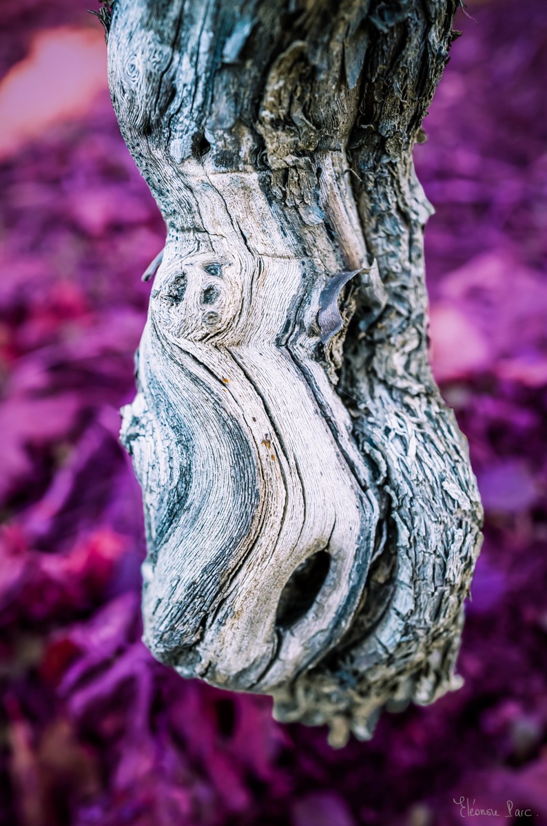 Photographie de vigne – tronc noueux blanc, texture organique et insolite.