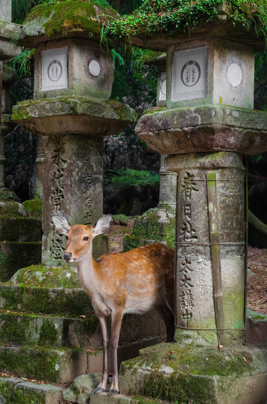 a deer standing in front of a stone lantern
