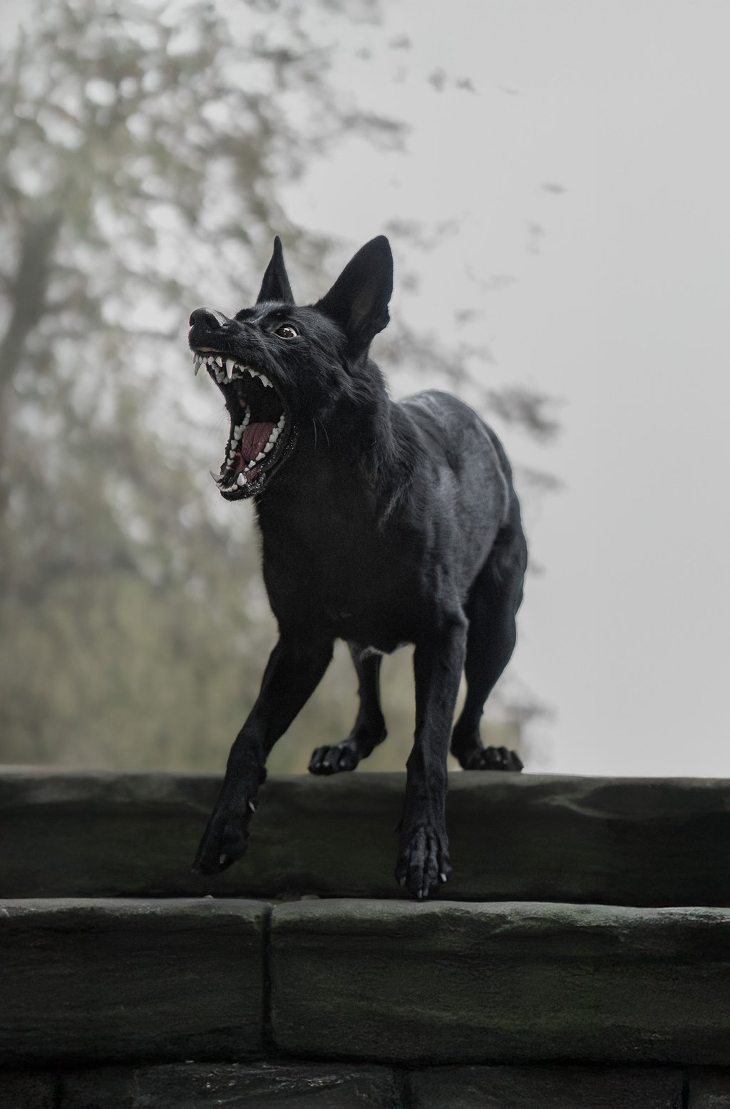 Aggressive black German Shepherd dog barking working pet photography in wakefield