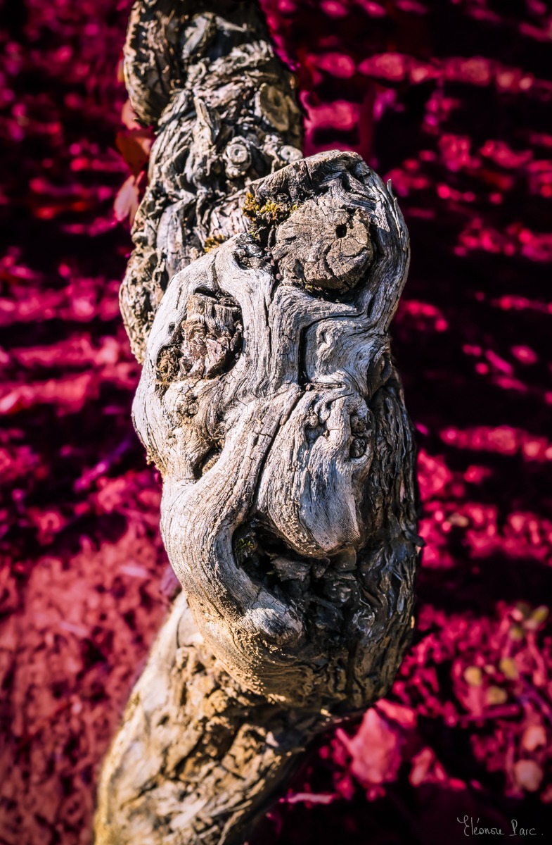 vieille vigne expressive en forme de masque, photographie de vignes colorées