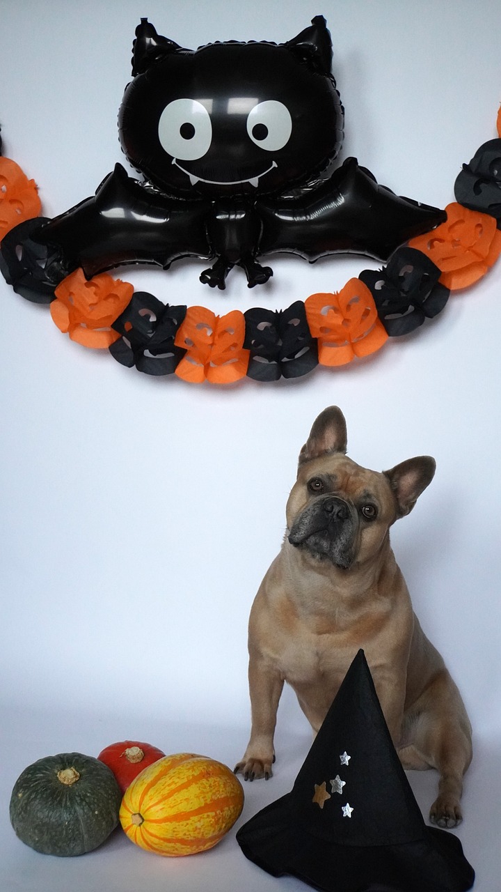Bulldog Frances Halloween