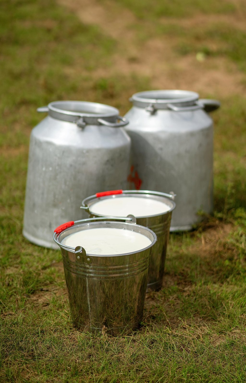 Fresh goat milk in metal pails on the grass beside large milk cans