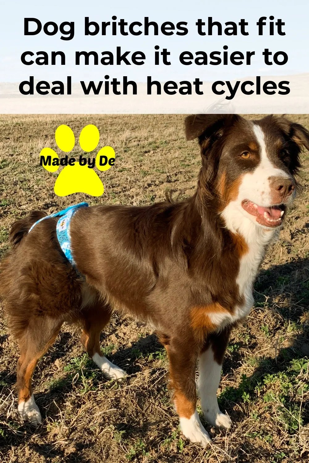 Australian Shepherd wearing blue dog diapers standing in a field