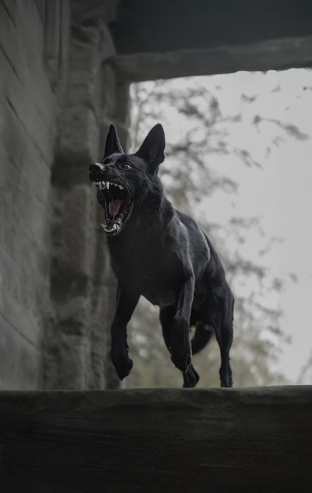 working dog barking and jumping. moody. working dog pet photography near me