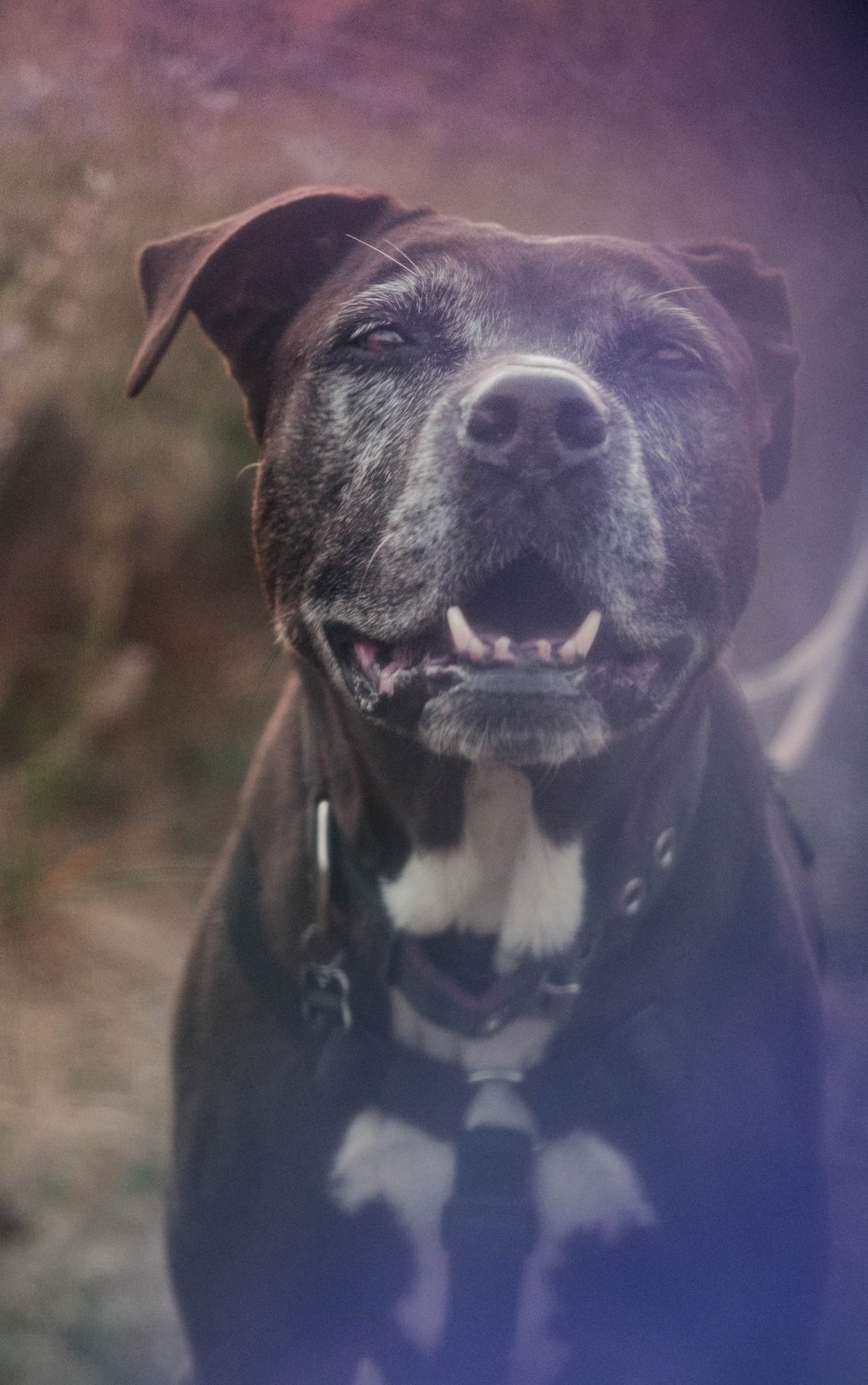 ritratto da vicino di un cane nero con macchie bianche sotto il petto