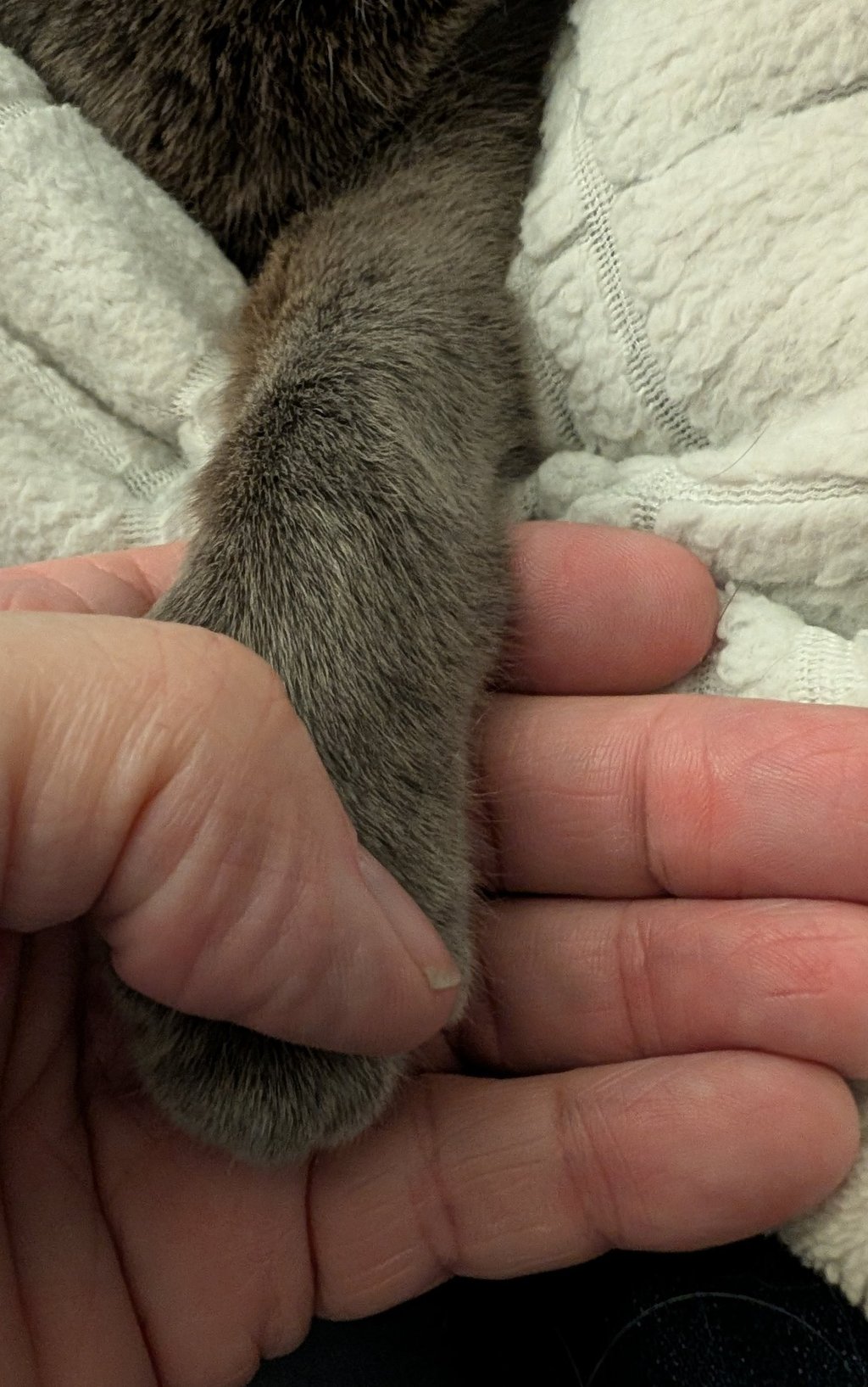 Greg Rowland holding his cats' tail