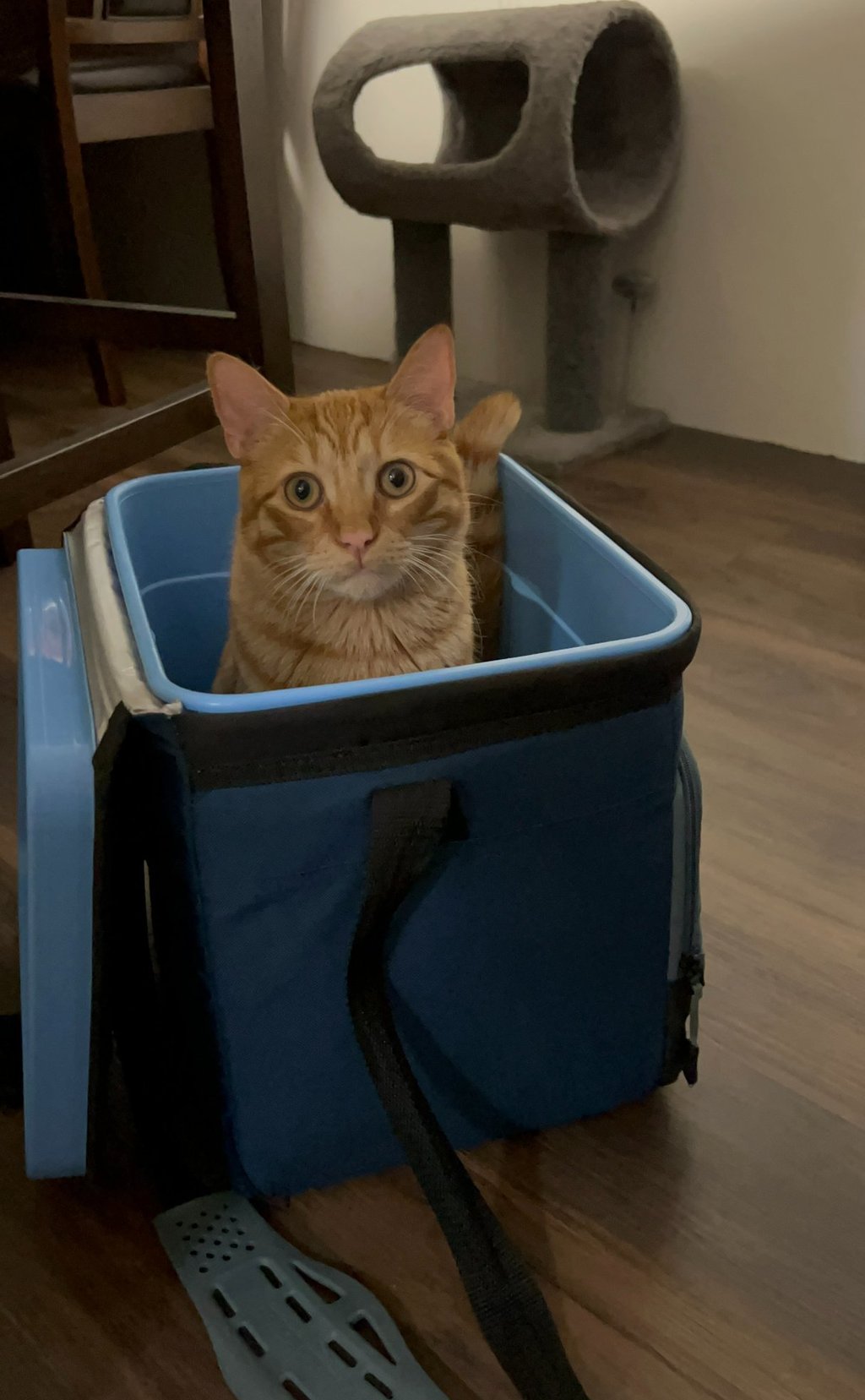 tigger the taby in a lunch box