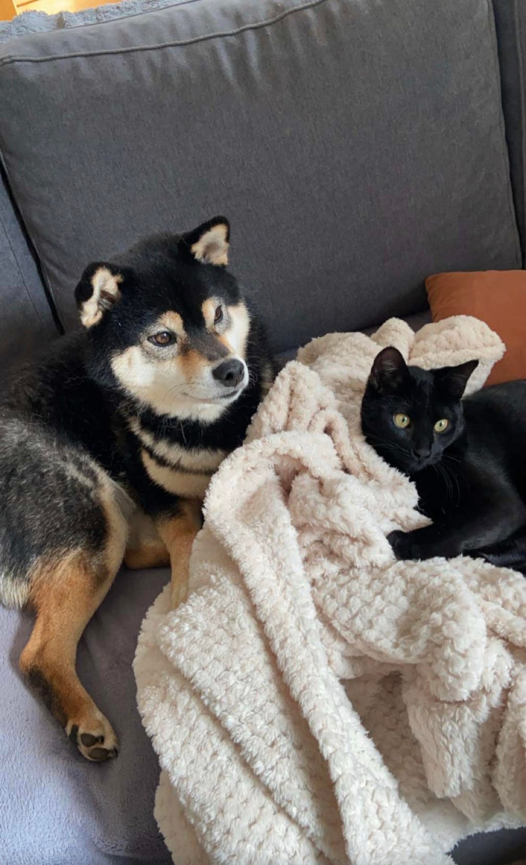 comment faire une communication animale