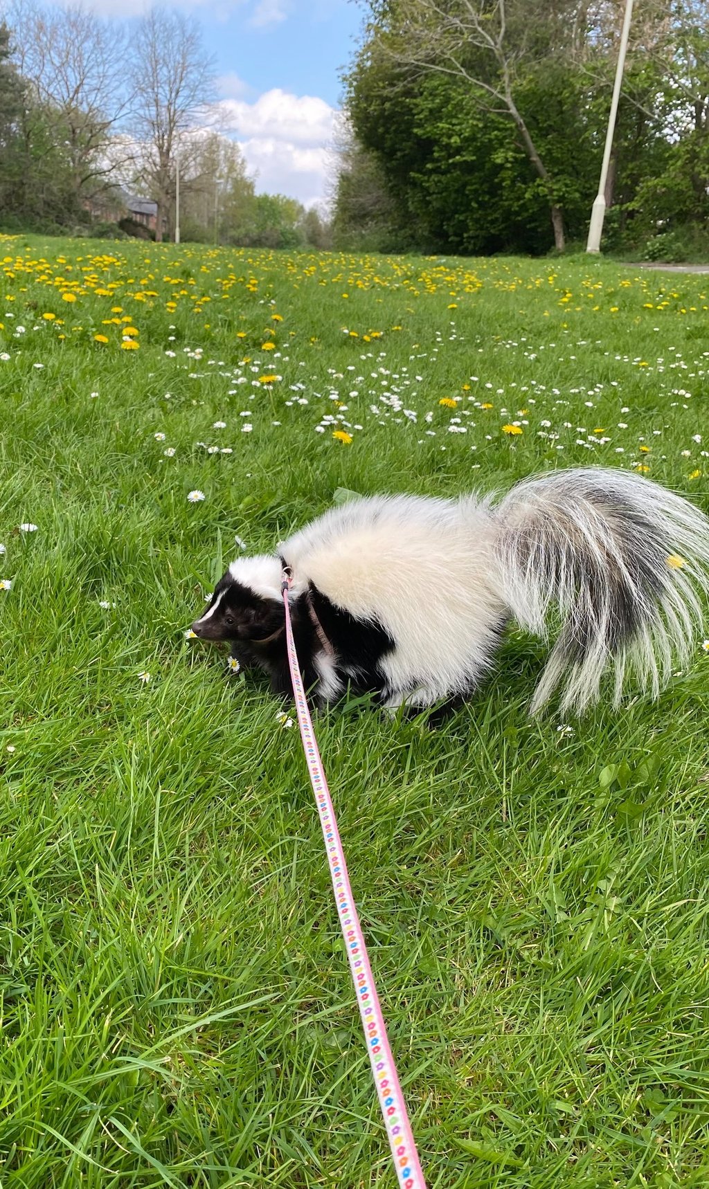 Cute skunk on a lead on lush grass with daisies and buttercups