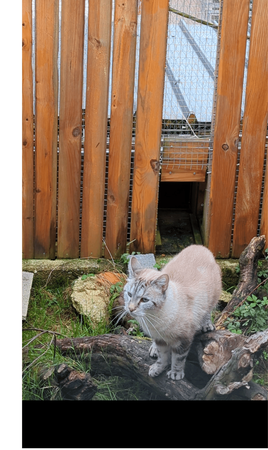 pension chaton