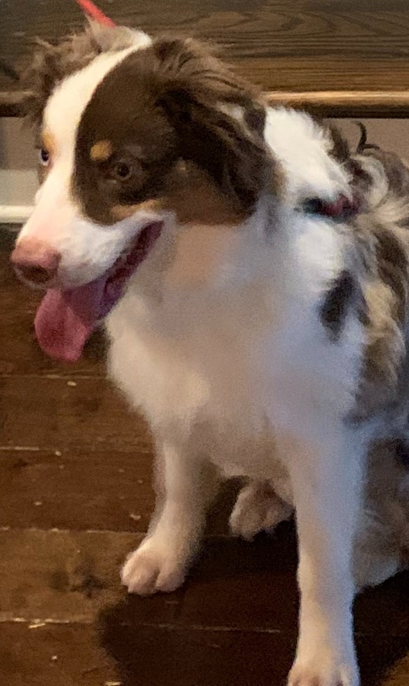 a dog is sitting on the floor in front of a table