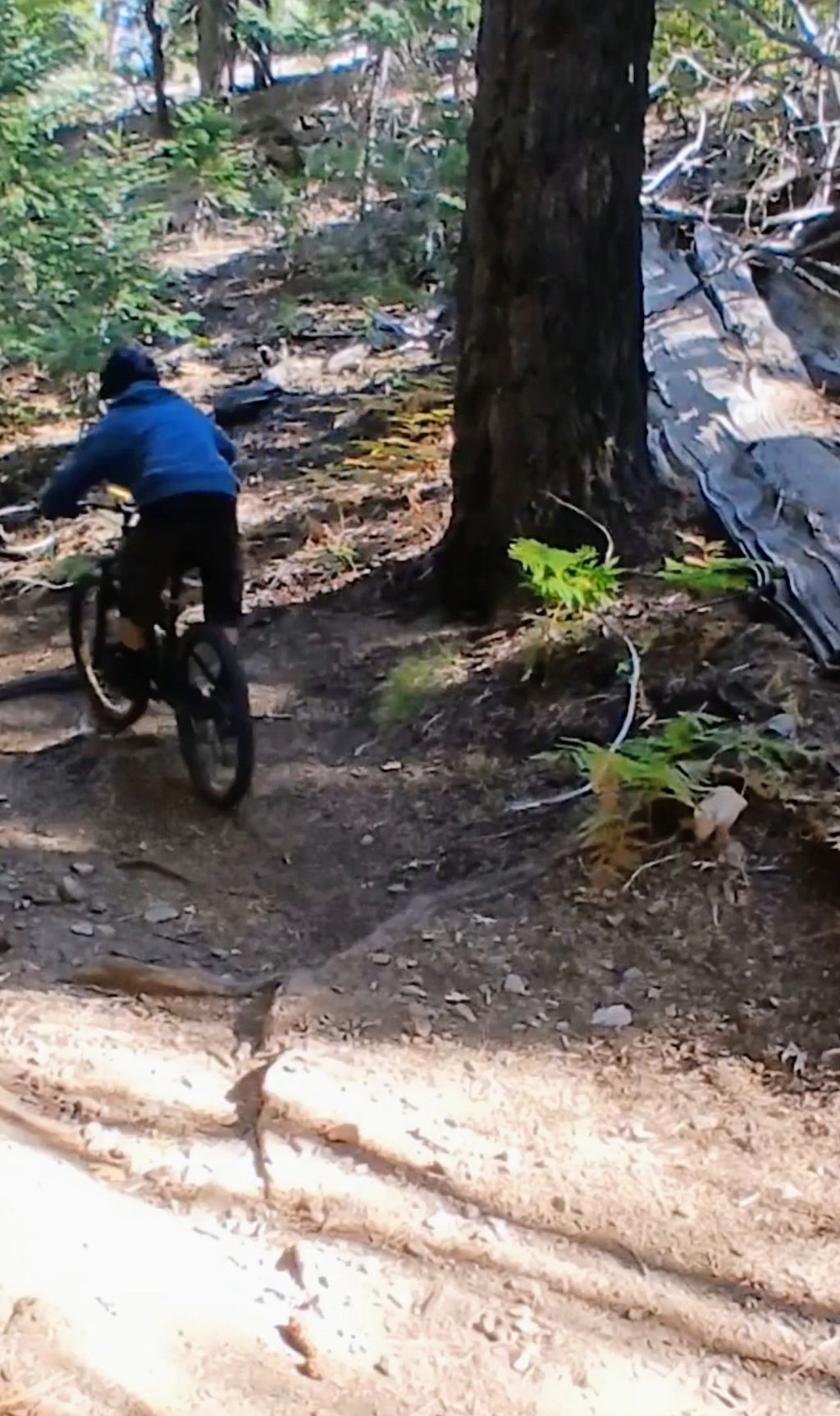 Back view of mtb rider about to go through a root section