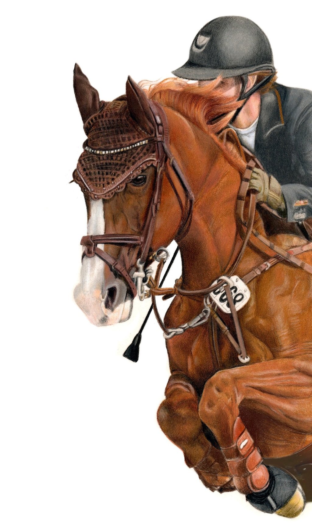 horse, show, tack, show tack, equestrian art horse portrait, Show jumping horse event