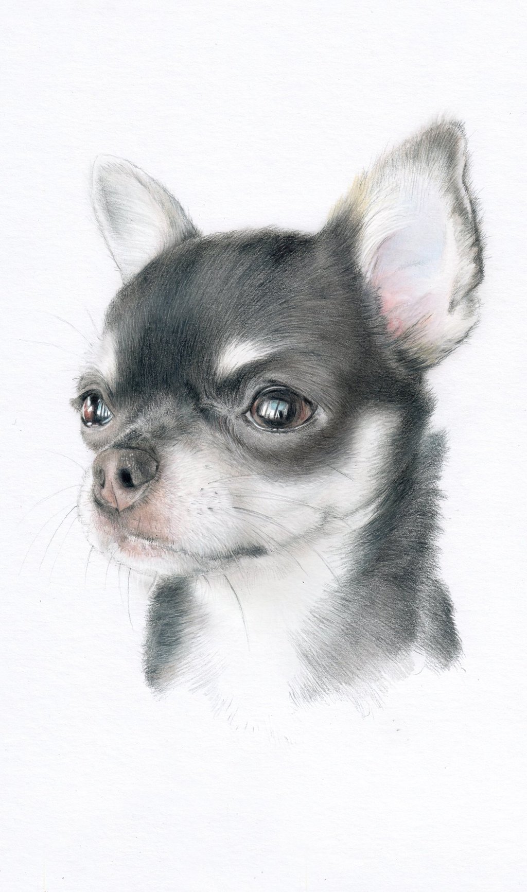 chihuahua, blue lilac, pet portrait, dog, beautiful dog, pencil portrait