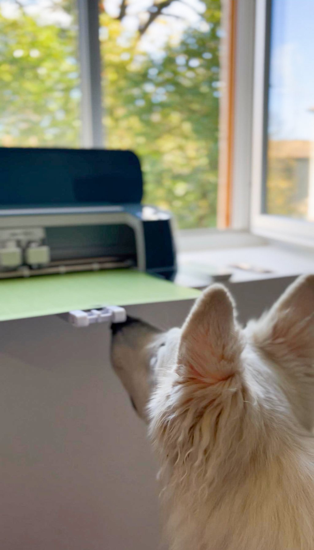 un berger blanc suisse qui participe à l'atelier