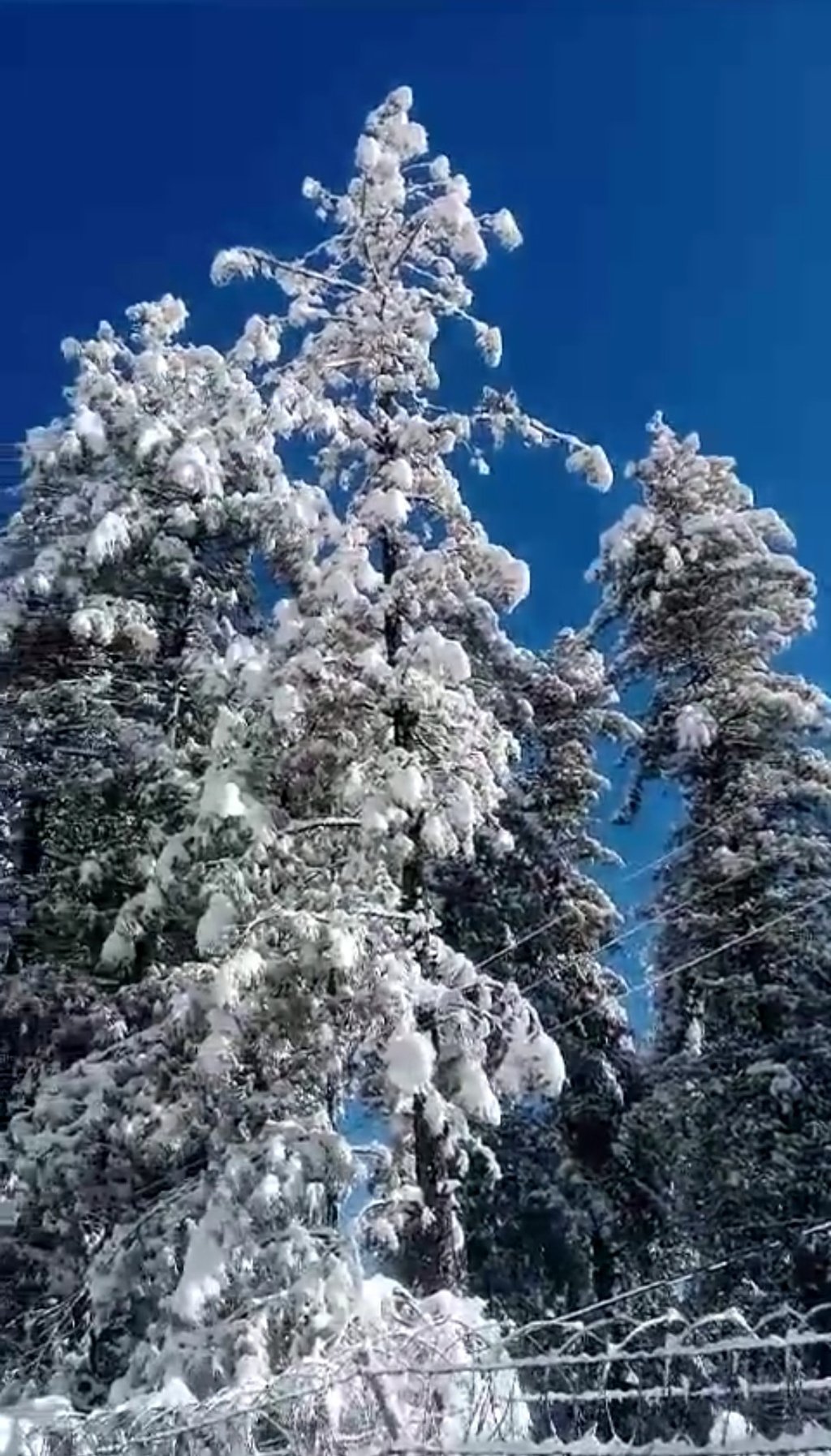 Snow covered plants at thandiani 
