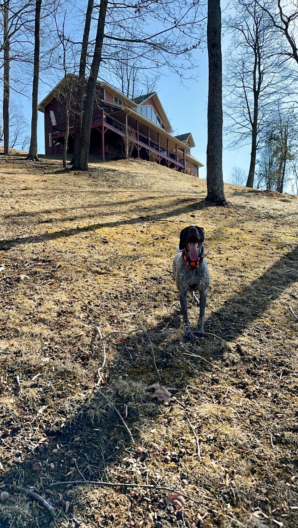 a german shorthaired pointer standing outside with her tongue out