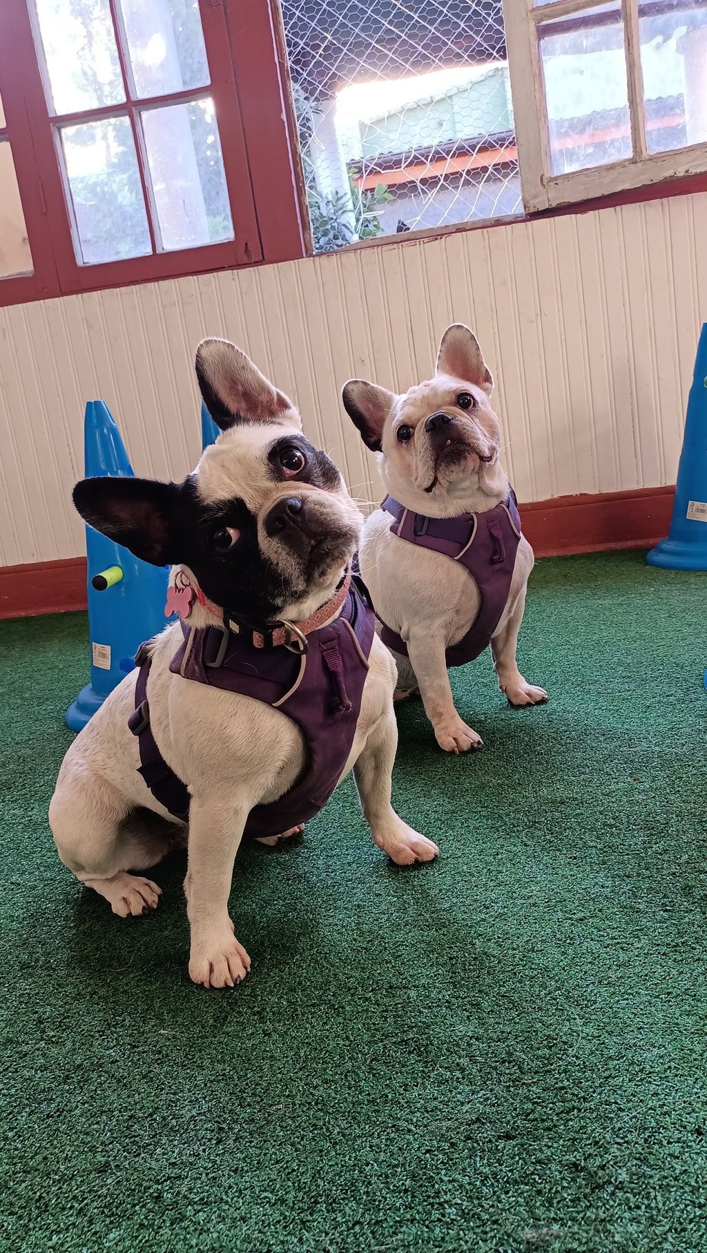 Socialización de perros