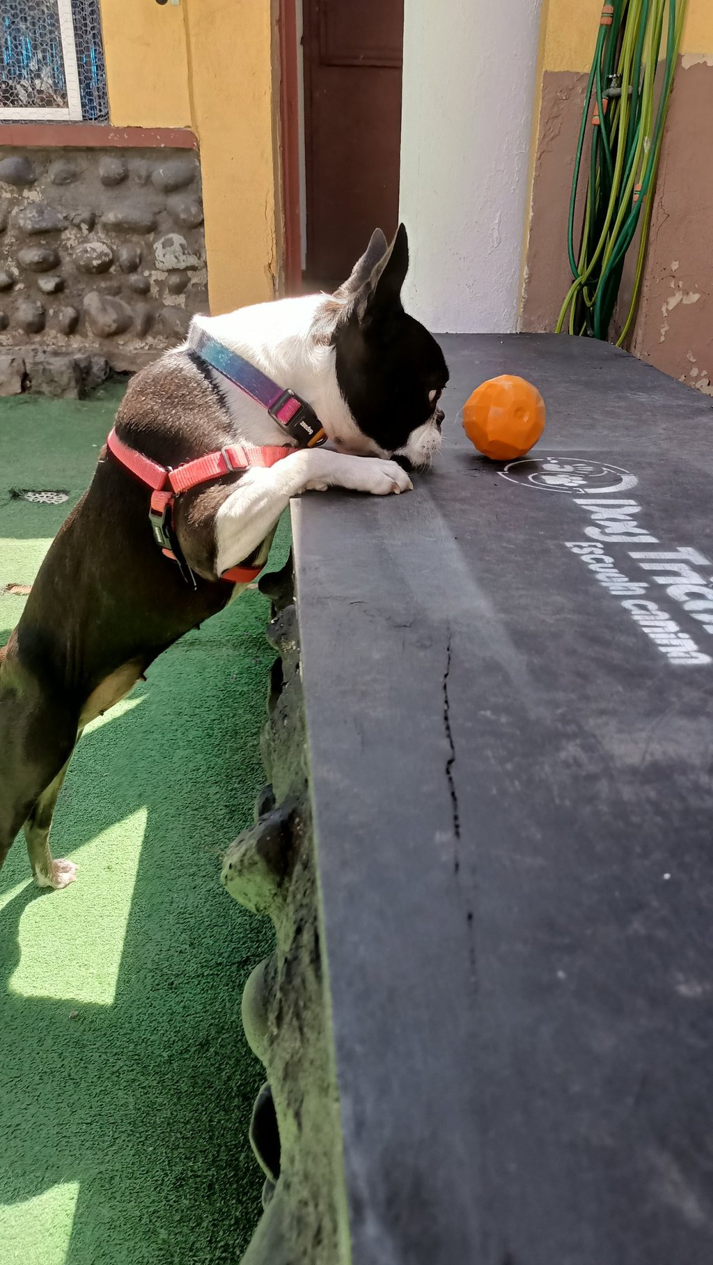 Evaluación de conducta canina
