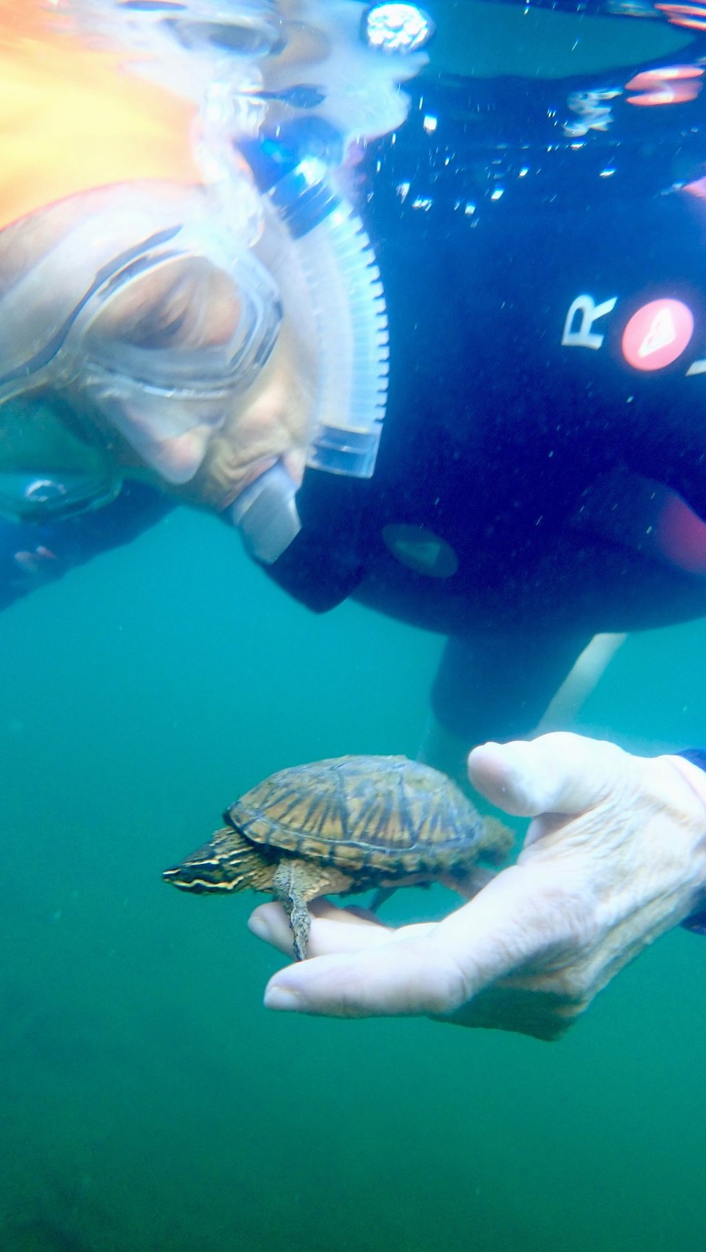 Susan Baur gently cradles a painted turtle as she snorkels.