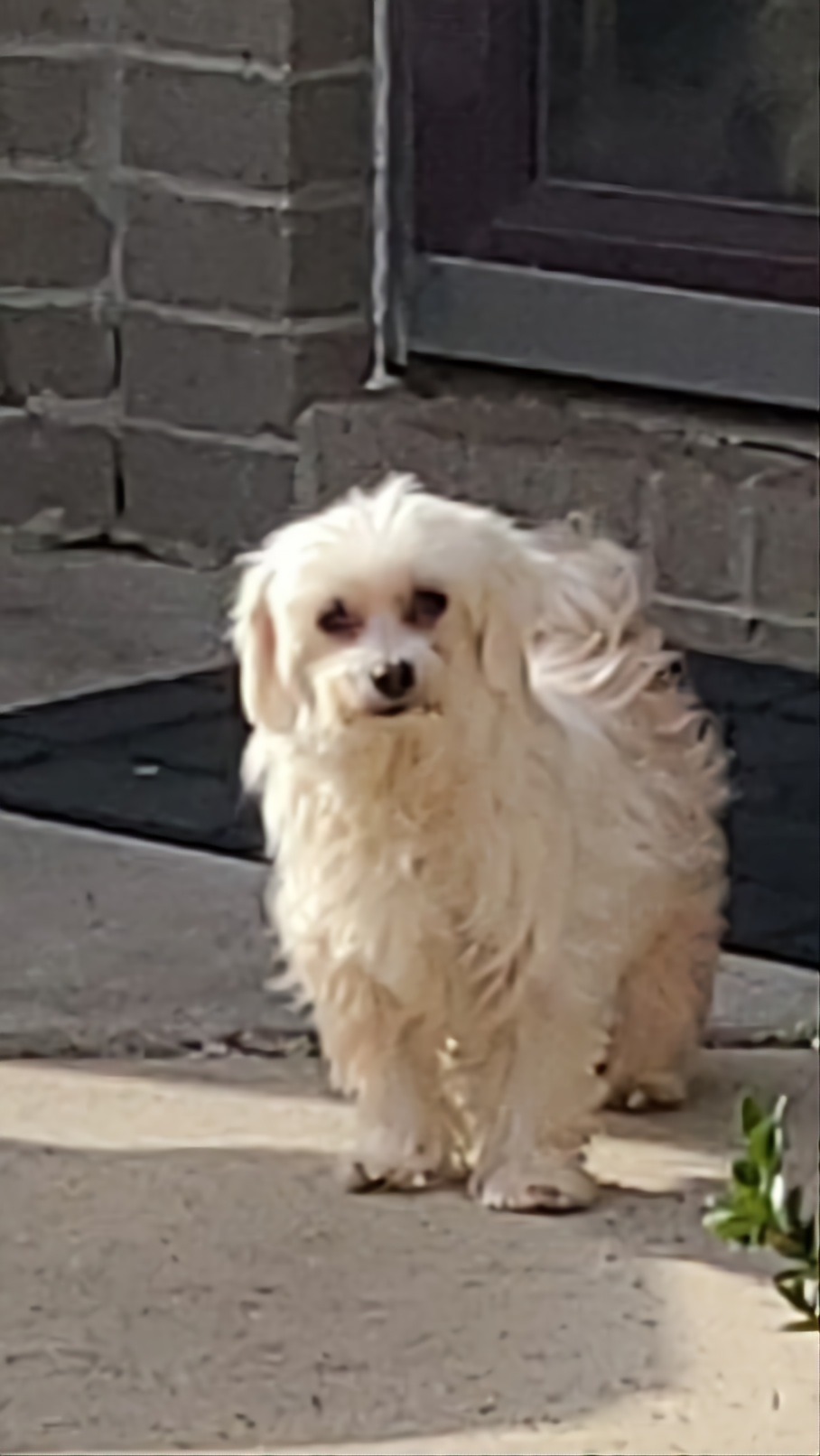 Small white long-haired Maltese dog standing outdoors on a concrete patio near a brick wall.