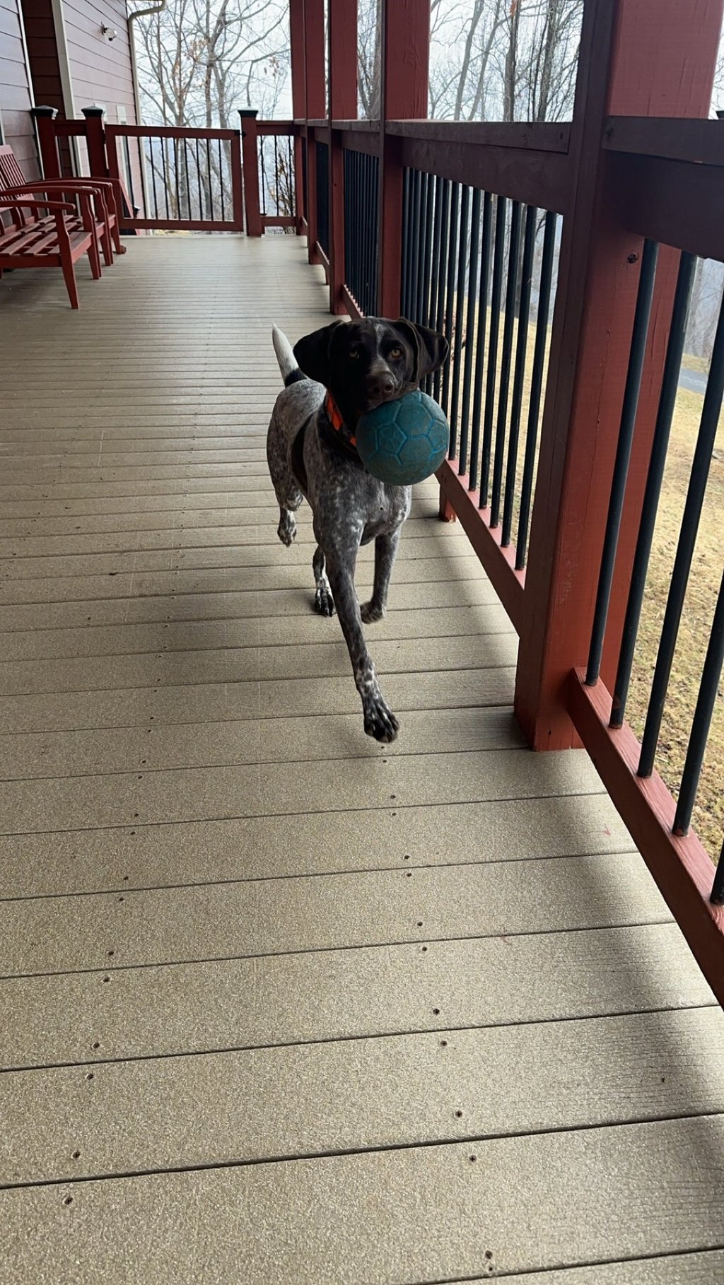 a dog is running through the porch of a house