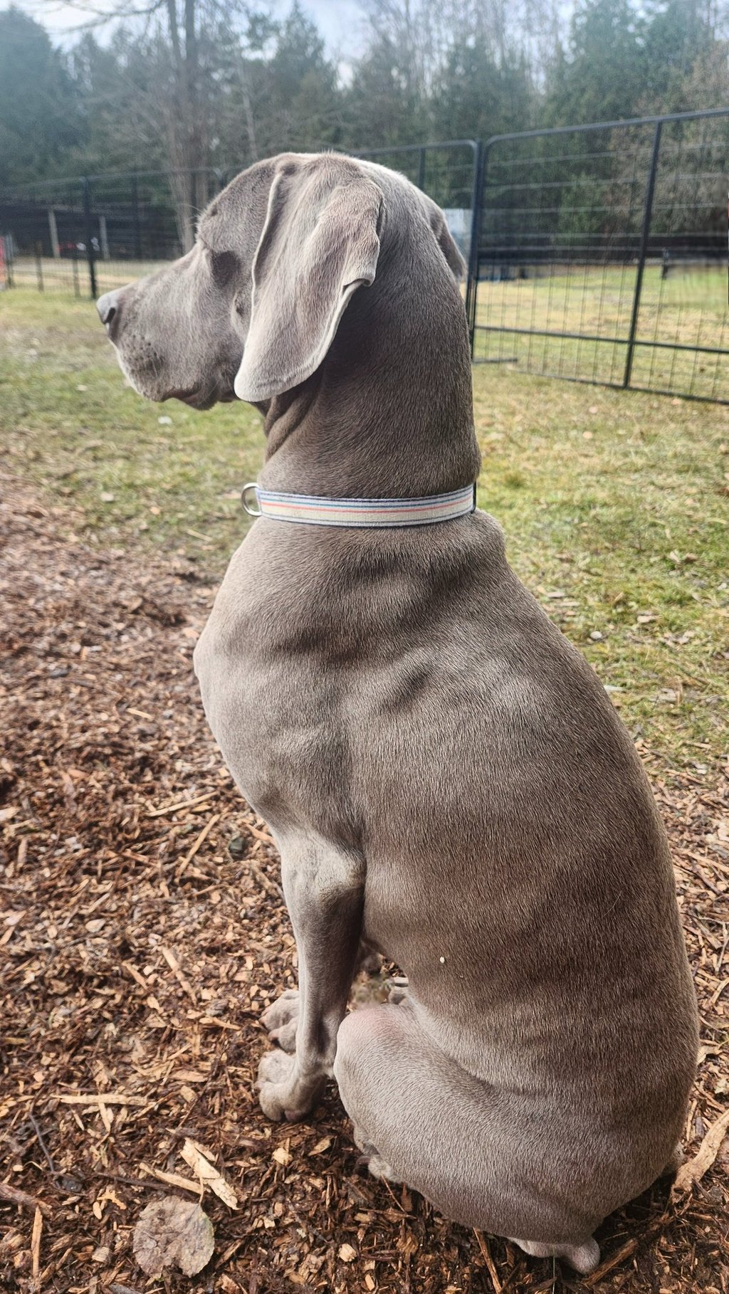a dog sitting on the ground with a dog in the background