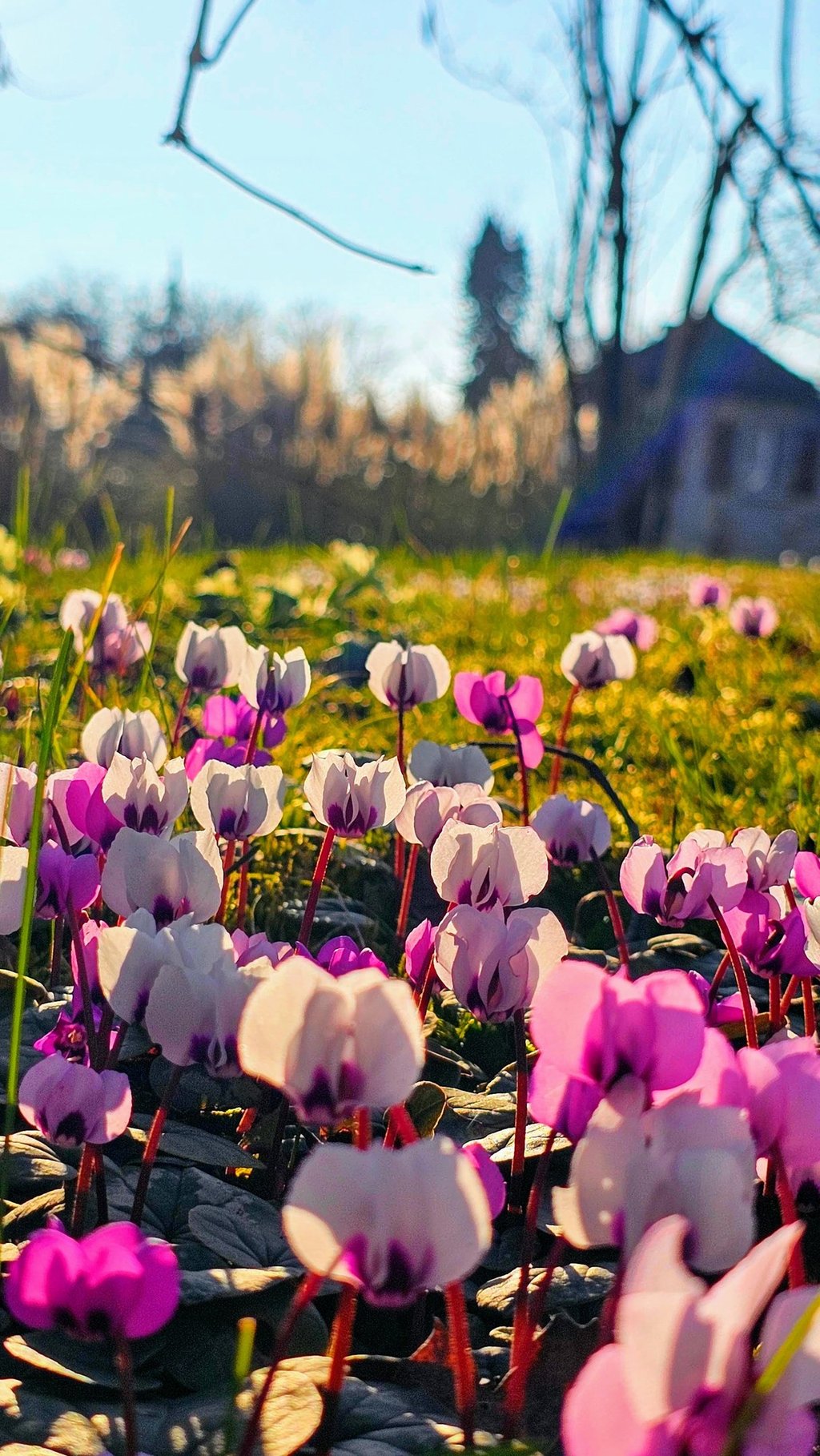 a field of flowers that are blooming in the grass