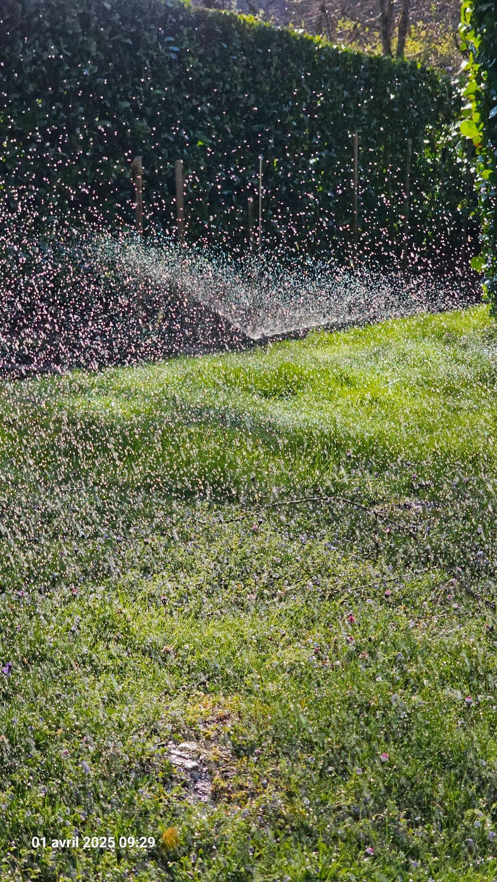 a sprinkler sprinkles in the grass