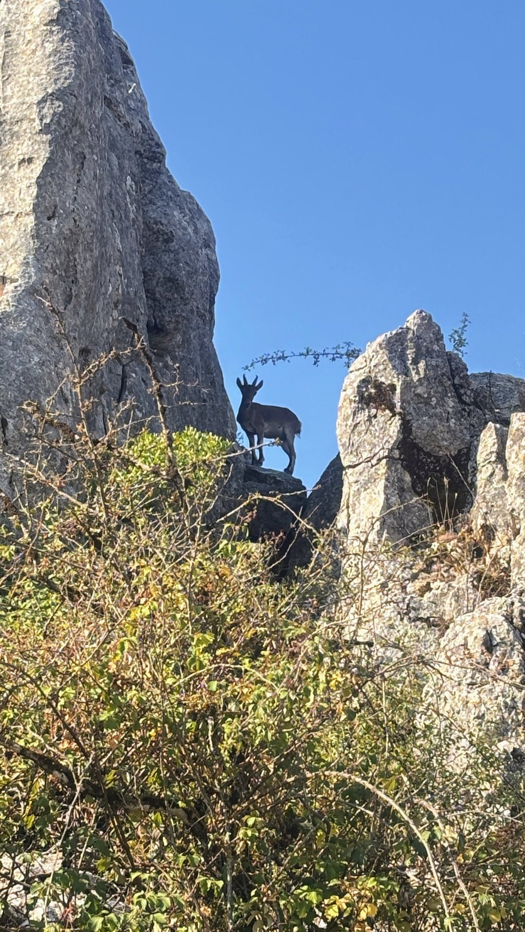 a mountain goat
