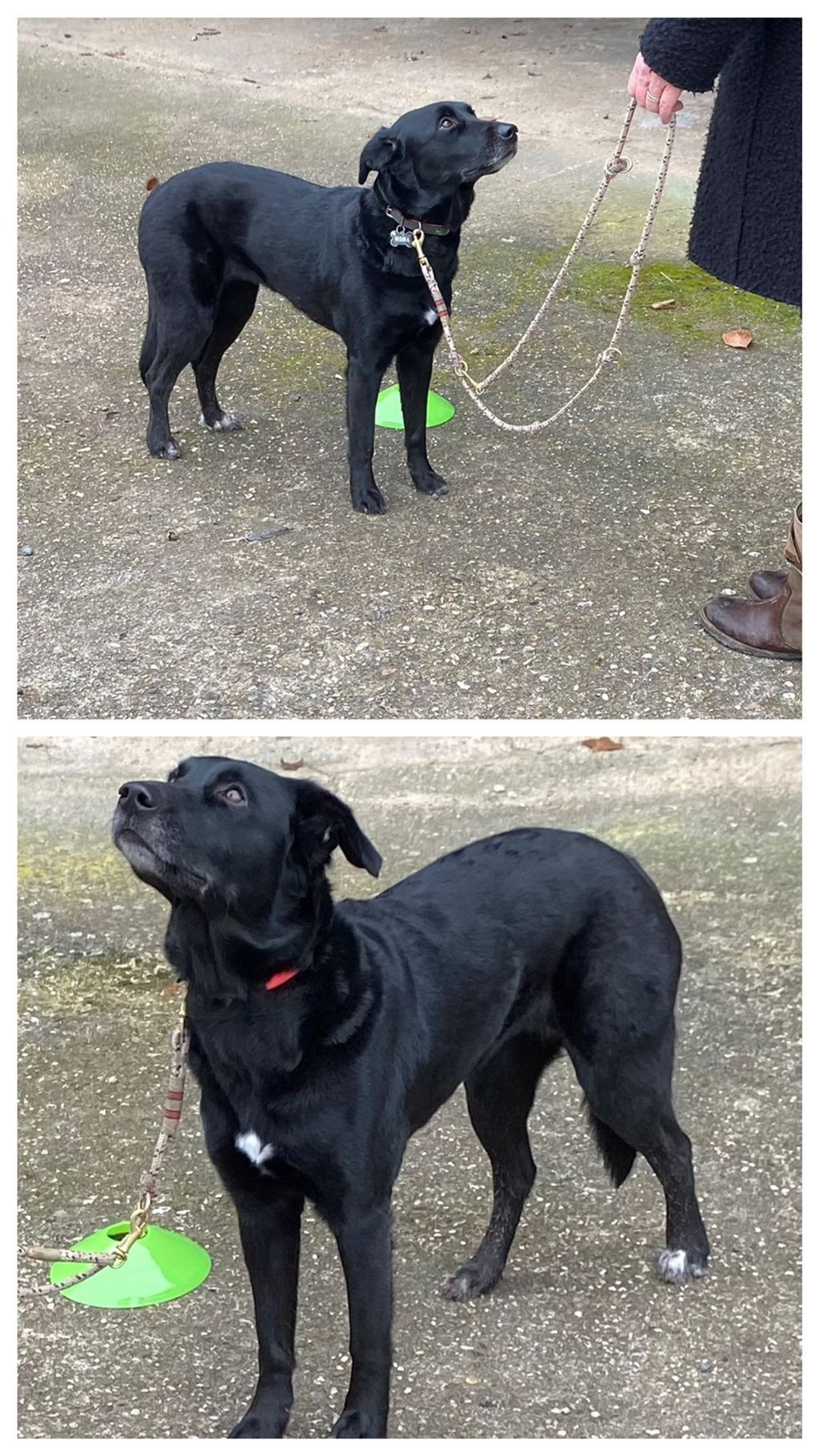 Hunde beim Gruppenkurs in Merzenich im kreis Düren