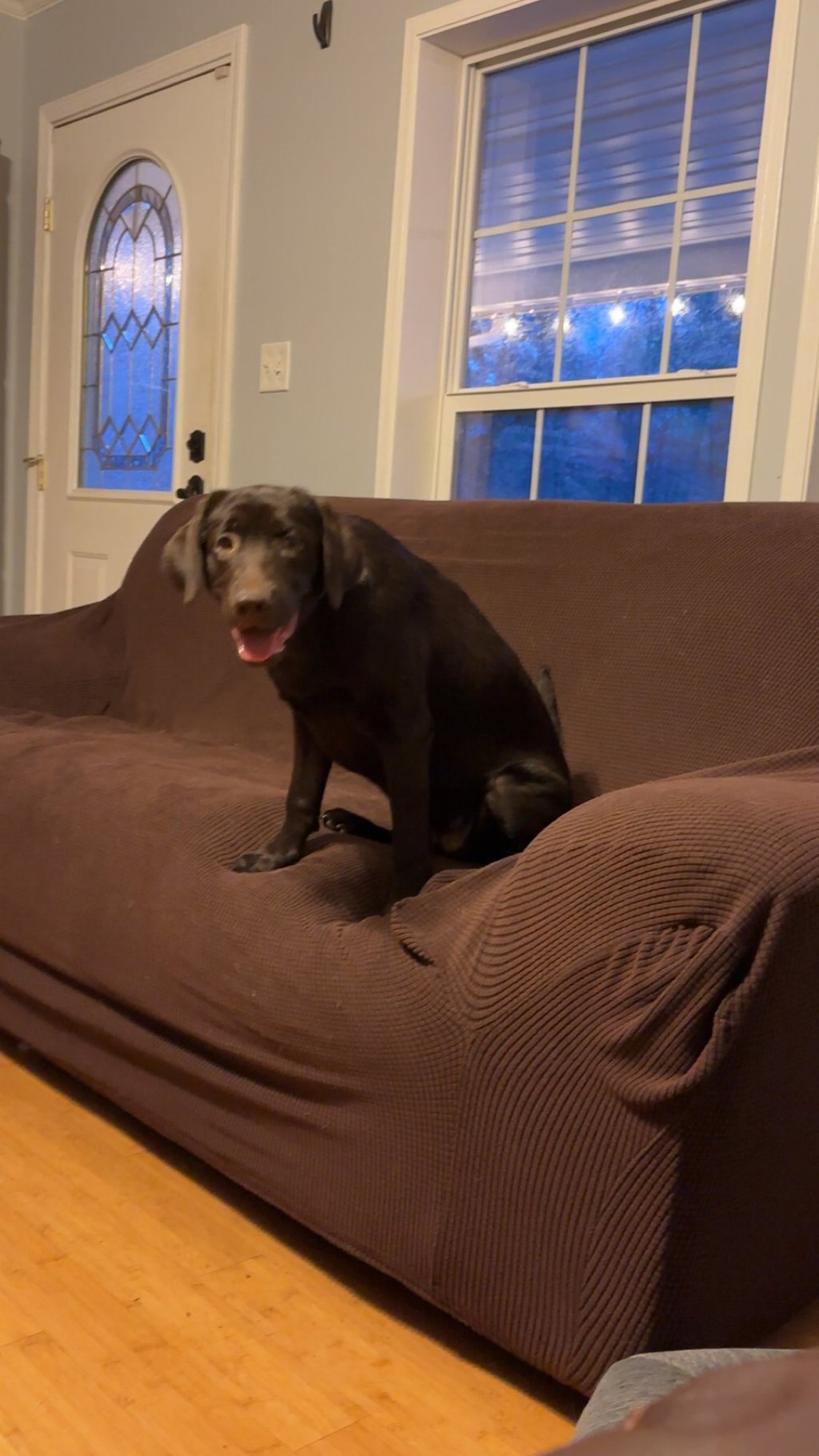 chocolate lab sitting on couch